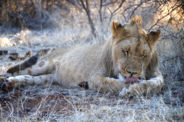 Lion in wildlife - Zimbabwe, Africa