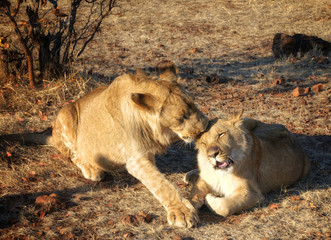 Amazing Lion in wildlife - Zimbabwe, Africa