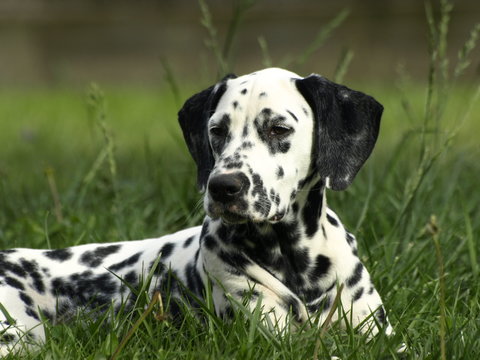 dalmata