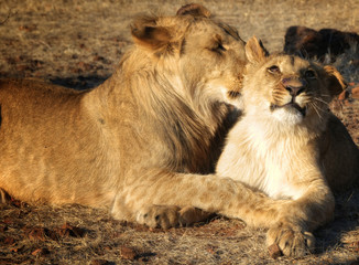 Amazing Lions in wildlife - Zimbabwe, Africa