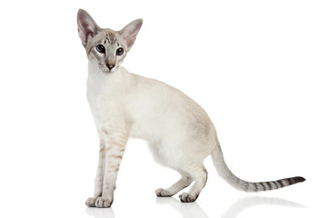Oriental Blue-point siamese cat - Powered by Adobe