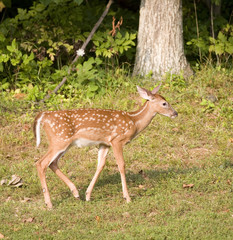 Spotted fawn