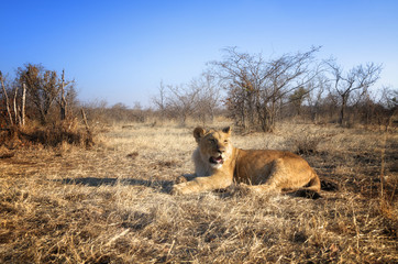 Lion in wildlife - Zimbabwe, Africa