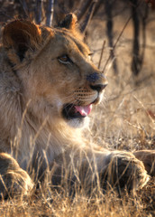Lion in wildlife - Zimbabwe, Africa