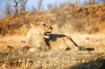 Naklejka na ściany i meble Amazing Lion in wildlife - Zimbabwe, Africa