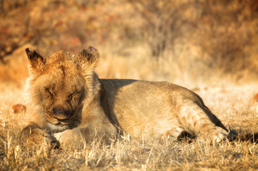Amazing Lion in wildlife - Zimbabwe, Africa