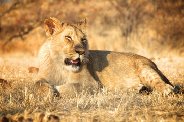 Amazing Lion in wildlife - Zimbabwe, Africa