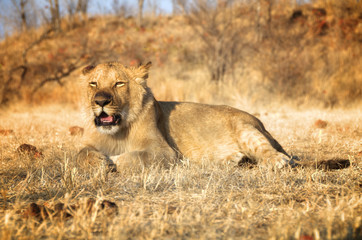 Fototapeta na wymiar Amazing Lion in wildlife - Zimbabwe, Africa
