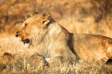 Amazing Lion in wildlife - Zimbabwe, Africa