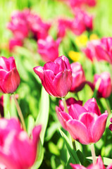 Fototapeta premium Kwiaty tulipanów w parku