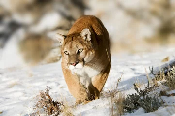Fotobehang berg leeuw © seread