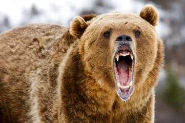 Fotobehang Growling Grizzly Bear © seread