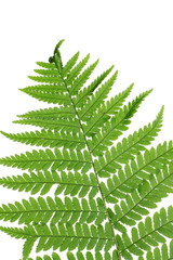 Green leaf of fern isolated on white