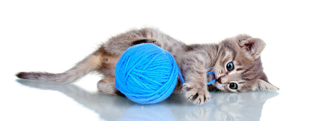 Funny gray kitten and ball of thread isolated on white
