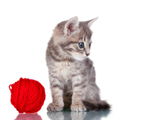 Funny gray kitten and ball of thread isolated on white