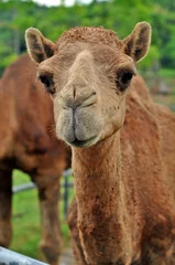 Crédence de cuisine en verre imprimé Chameau arabian camel