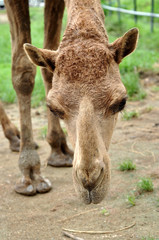 arabian camel