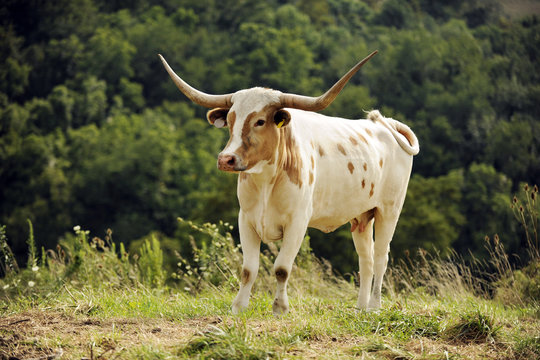 Texas Longhorn - Powered by Adobe
