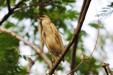 Egret in tree