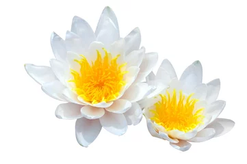 Foto auf Alu-Dibond Lotus Blume White lotus