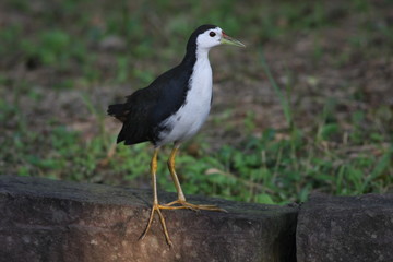 White-breasted Waterhen