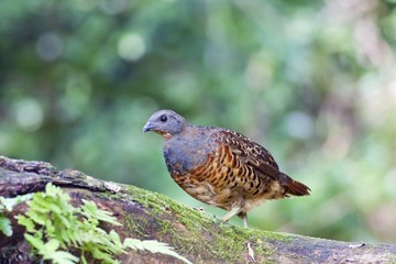 Chinese Bamboo Partridge