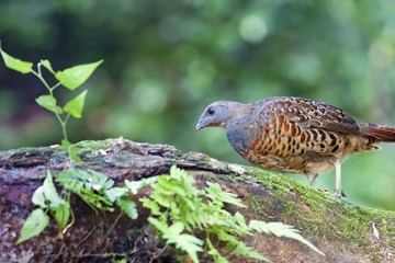 Chinese Bamboo Partridge