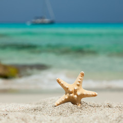 Starfish on the beach with yacht on the background.