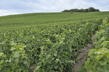 Fototapeta na wymiar champagne hilly vineyard #2, epernay
