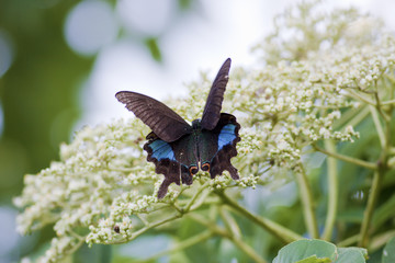 butterfly