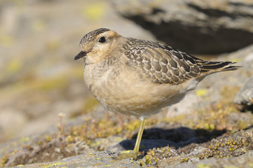 Eurasian Dotterel (Charadrius morinellus)