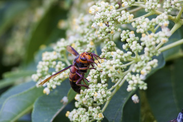 colorful wasp