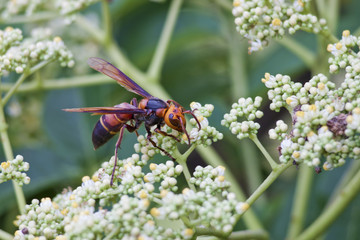 colorful wasp