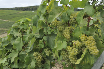 champagne grapes #5, epernay