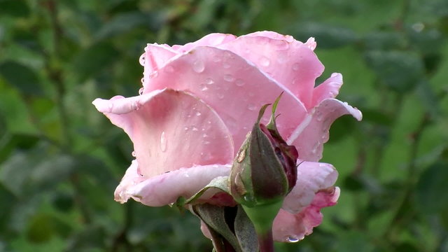 Pink Rose and bud water drop