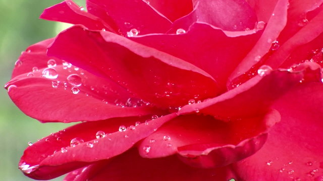 Red Rose water drop