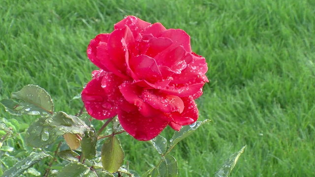 Rose and grass garden
