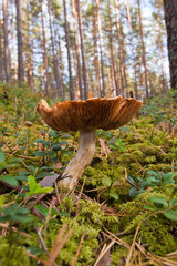 Mushrooms in green forest