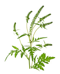 Ragweed plant