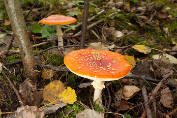Mushrooms in green forest