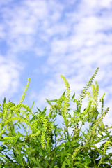 Ragweed plant