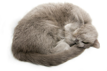 sleeping cat