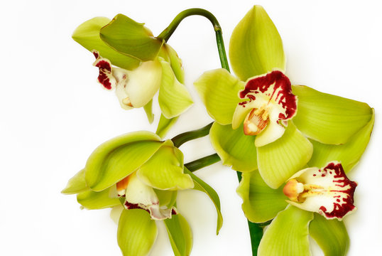 Orchid&eacute;e