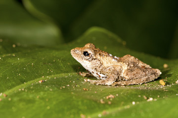 Meintein Tree Frog