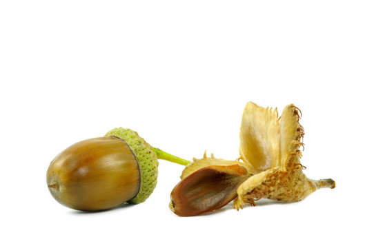 Eichel und Buchecker