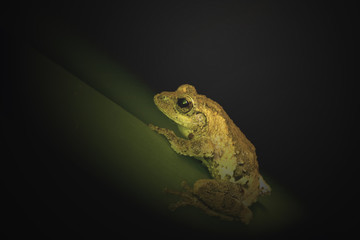 Meintein Tree Frog