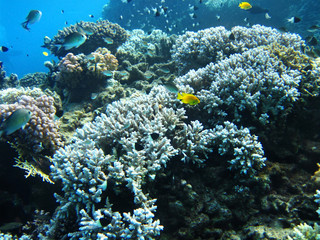 Naklejka na ściany i meble Group of coral in blue water.