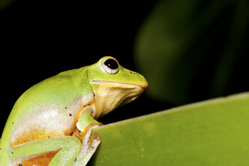 Taipei tree frog