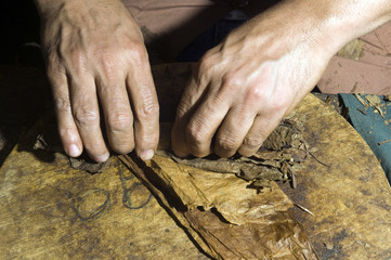 hand rolling tobacco leaves for cigar production