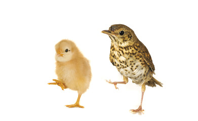 chick and  song thrush